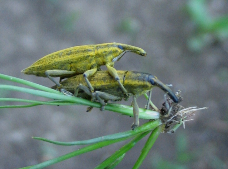 Curculionidi: Lixus da identificare